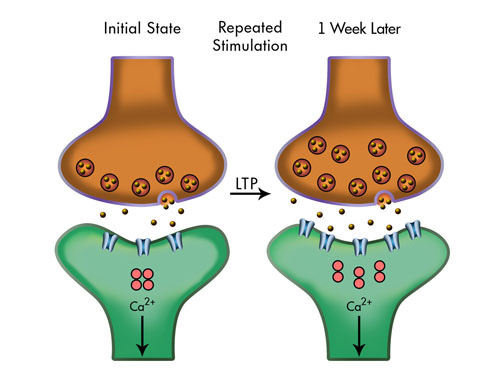 Mechanisms of plasticity