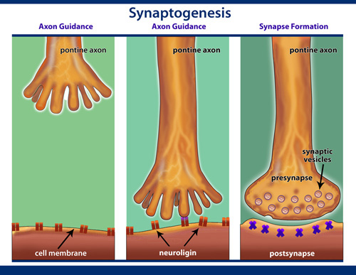 Synaptogenesis