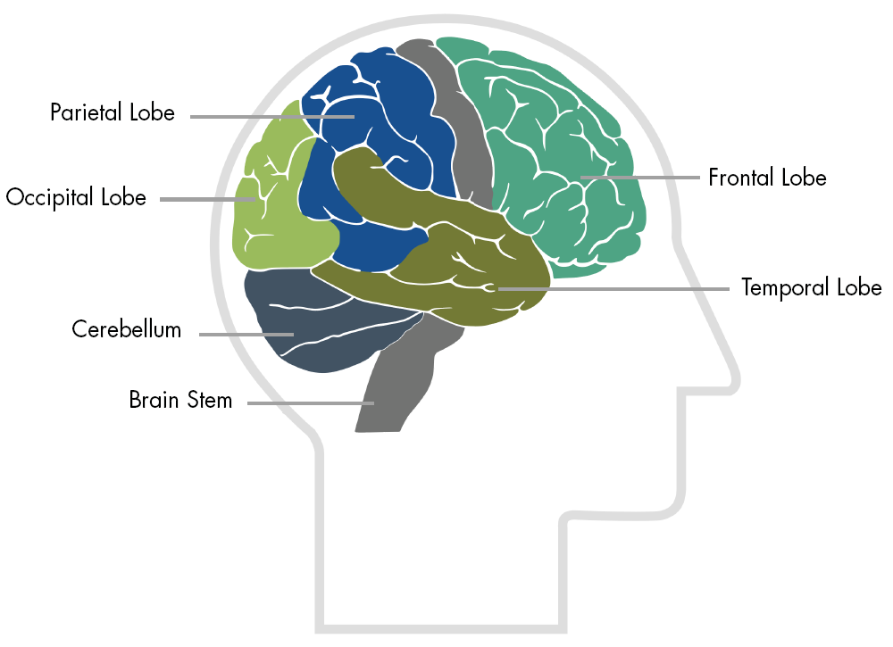 Brain Map